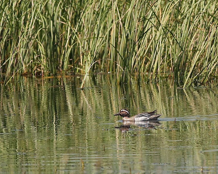 Garganey