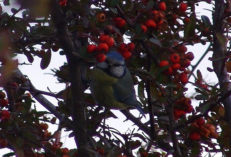 Eurasian Blue Tit