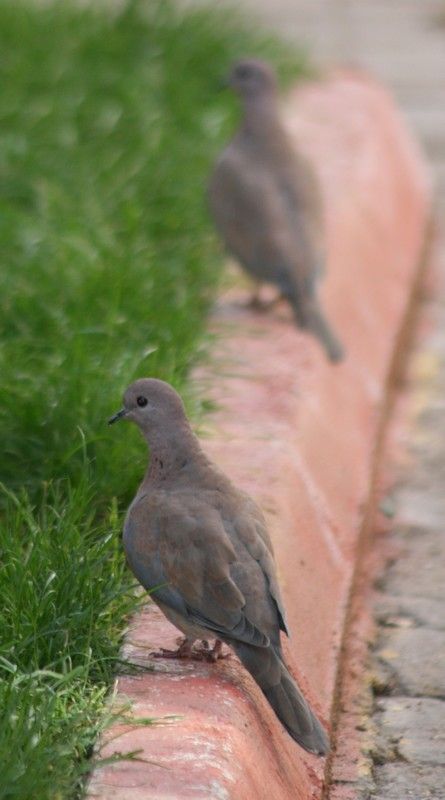Laughing Dove