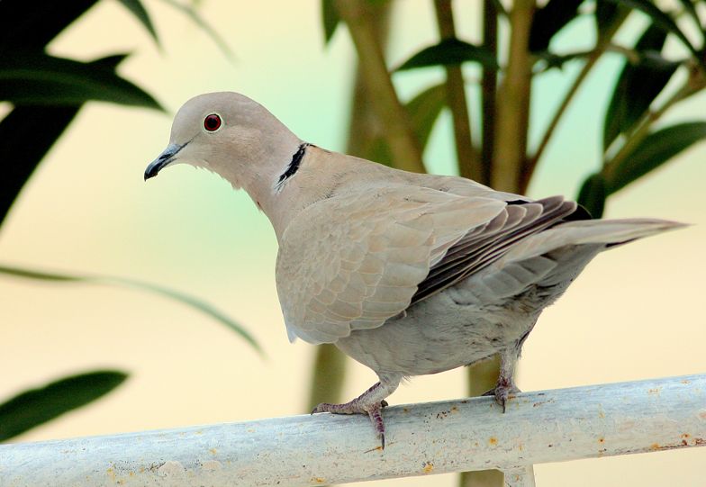 Eurasian Collared Dove