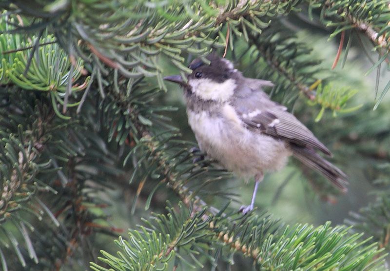Coal Tit