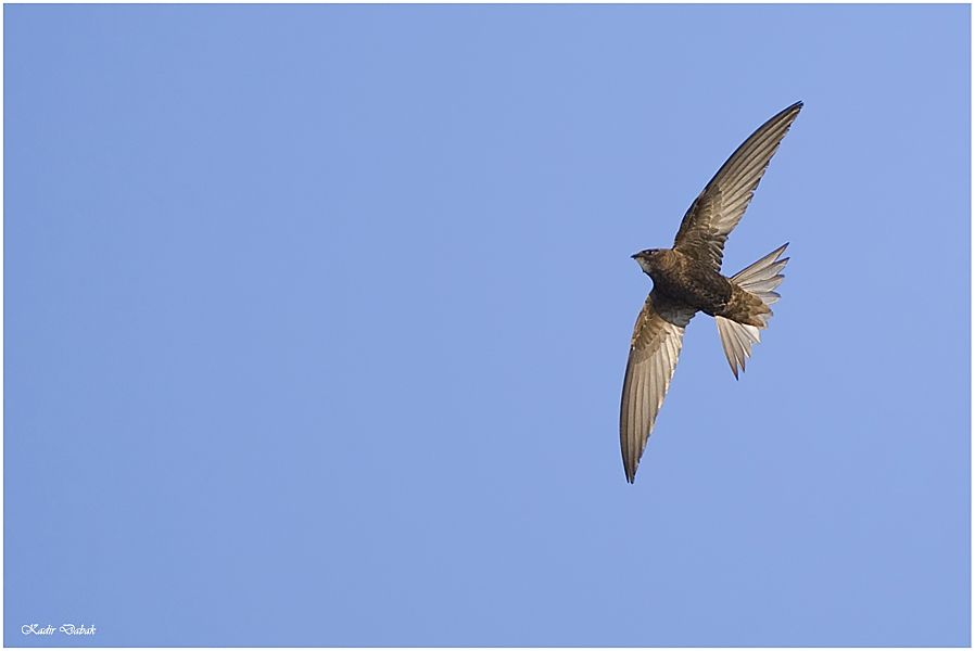 Common Swift