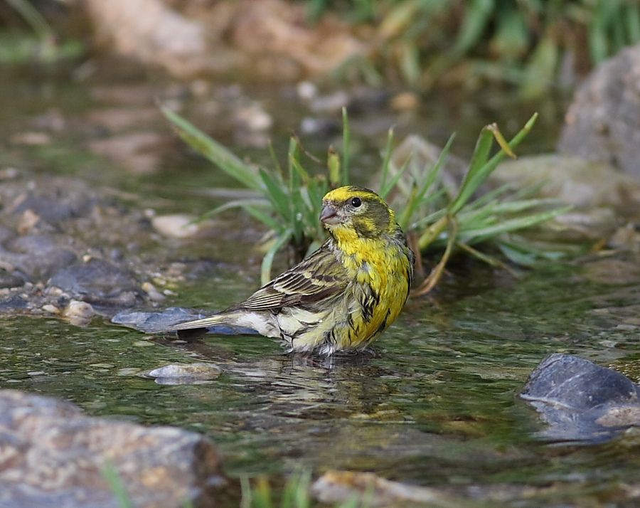 European Serin