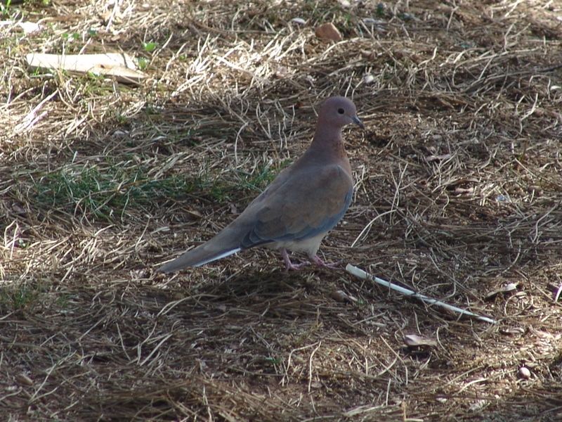 Laughing Dove