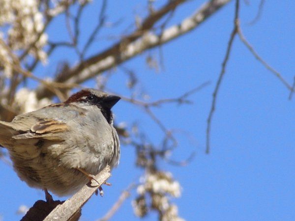 House Sparrow