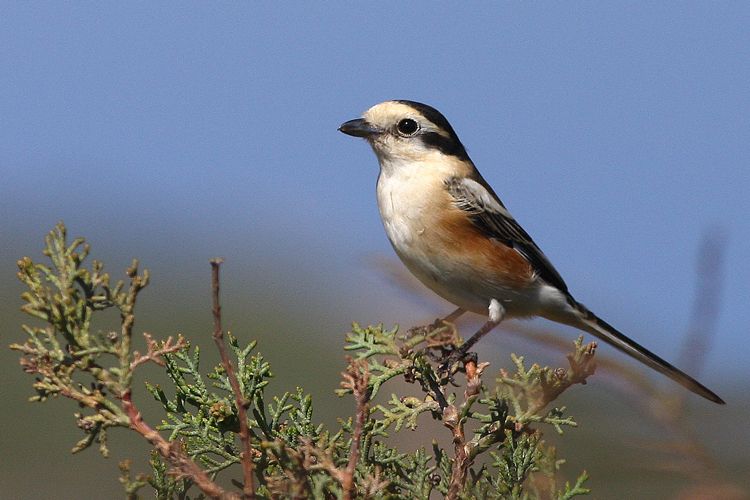 Masked Shrike