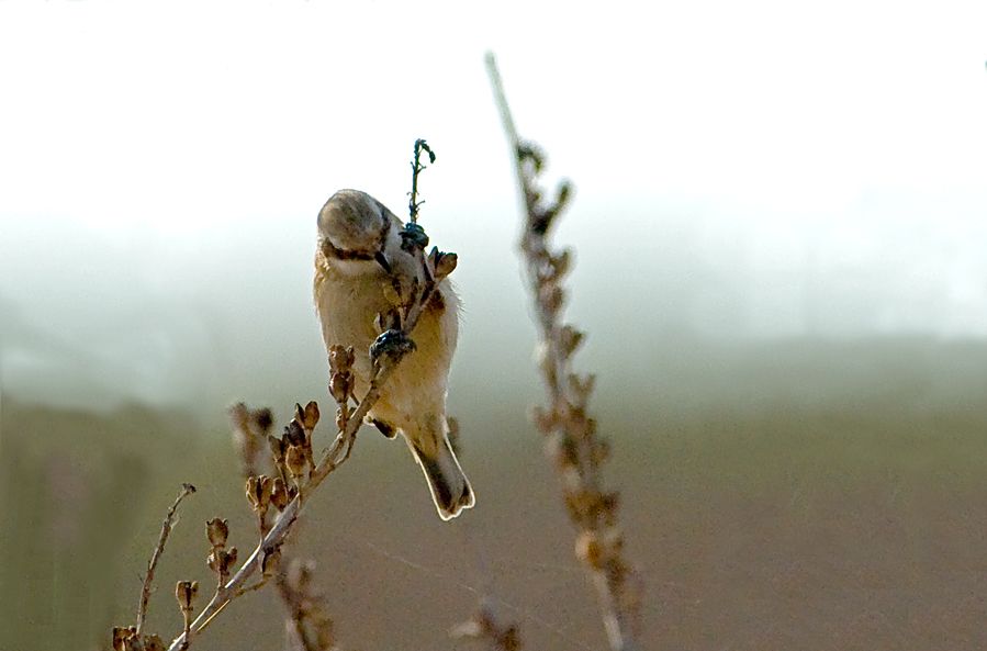 Eurasian Penduline Tit
