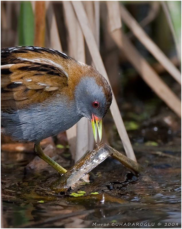 Little Crake