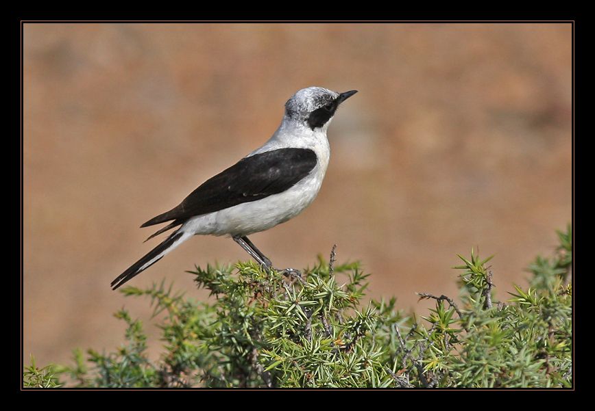 Black-eared Wheatear