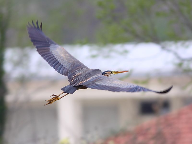 Purple Heron