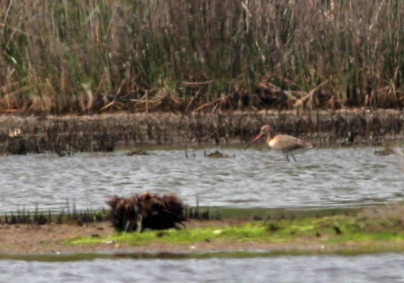 Black-tailed Godwit