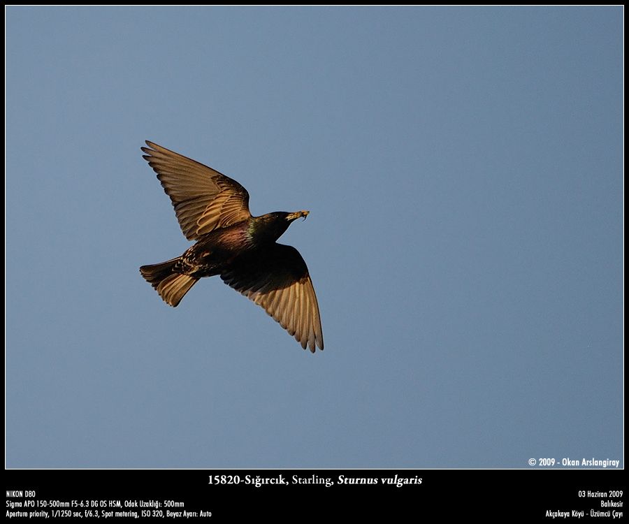Common Starling