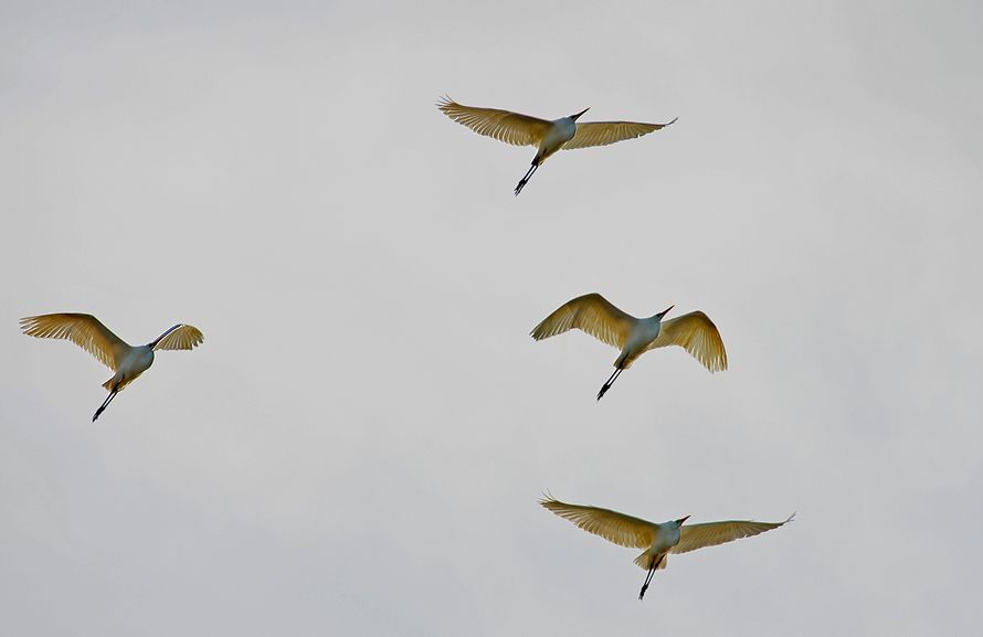 Great Egret
