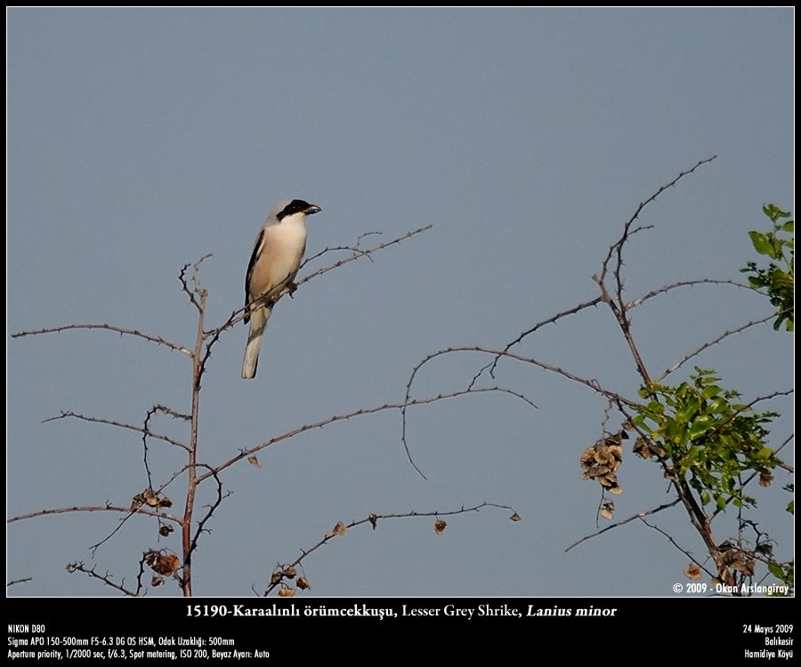 Lesser Grey Shrike