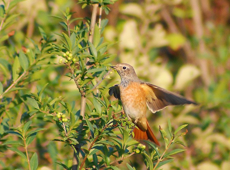 Common Redstart