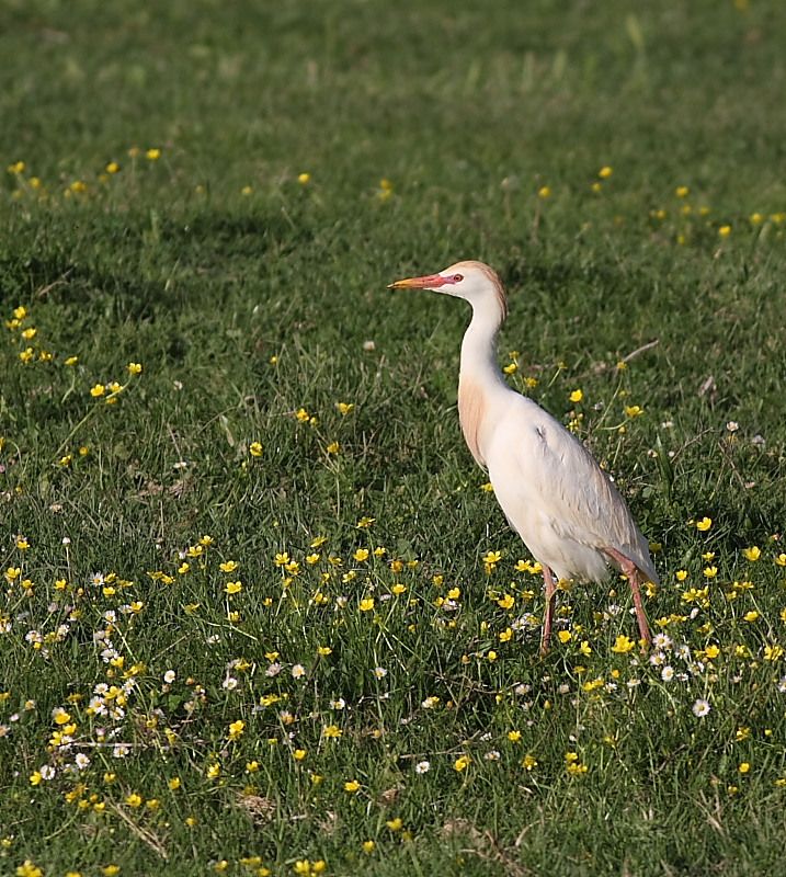 Western Cattle Egret