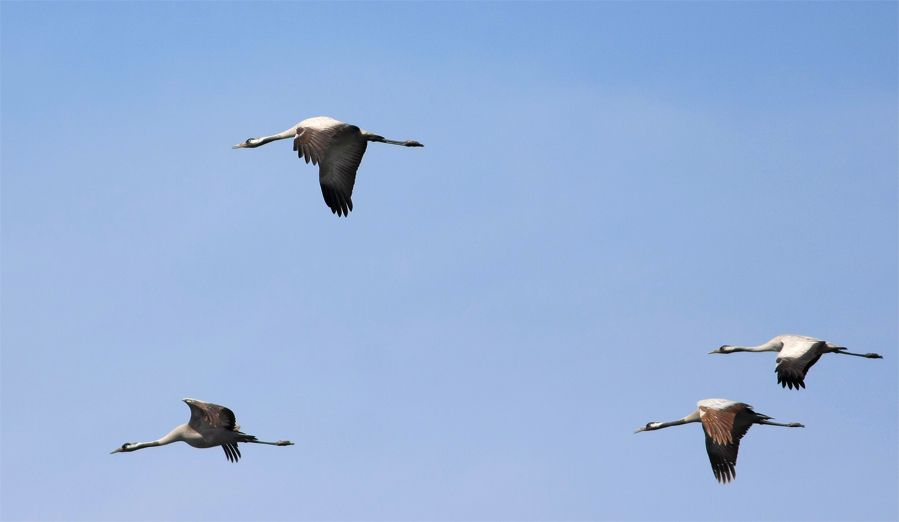Turna