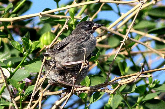 Cyprus Warbler