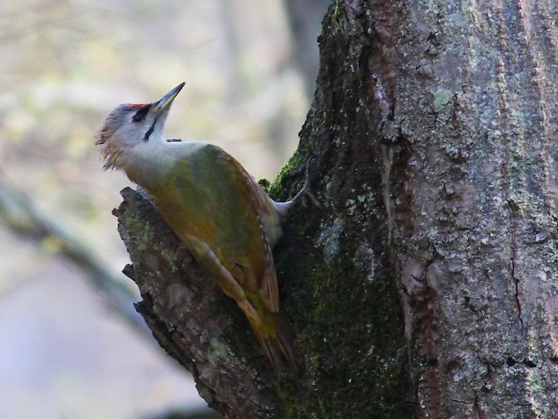 Grey-headed Woodpecker