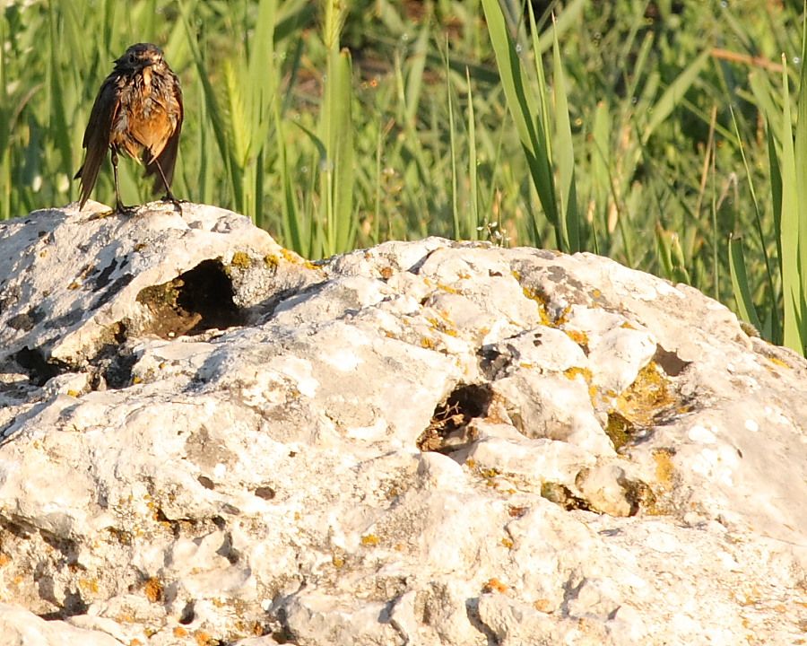 White-throated Robin