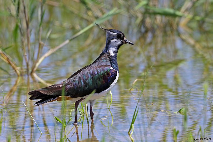 Northern Lapwing