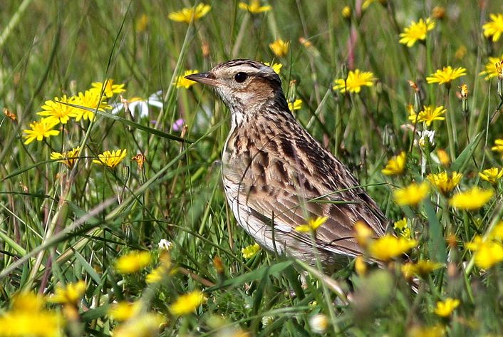 Woodlark