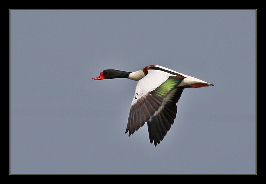 Common Shelduck