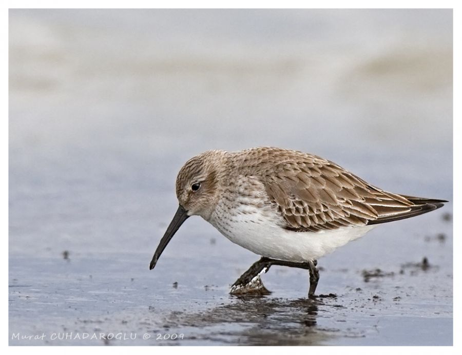 Dunlin