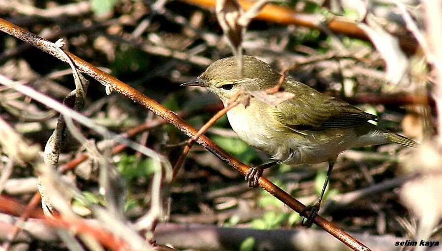 Common Chiffchaff