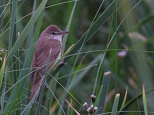 Büyük Kamışçın