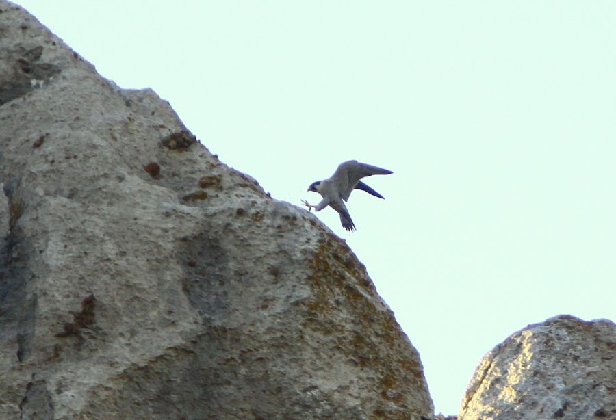 Gök Doğan