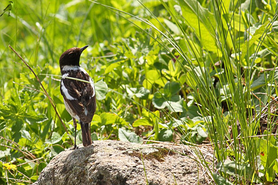 Siberian Stonechat