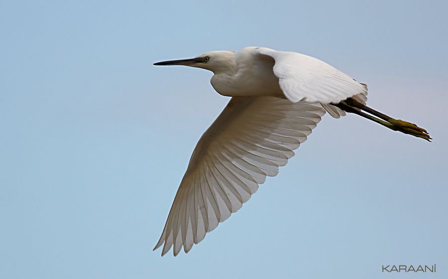 Little Egret