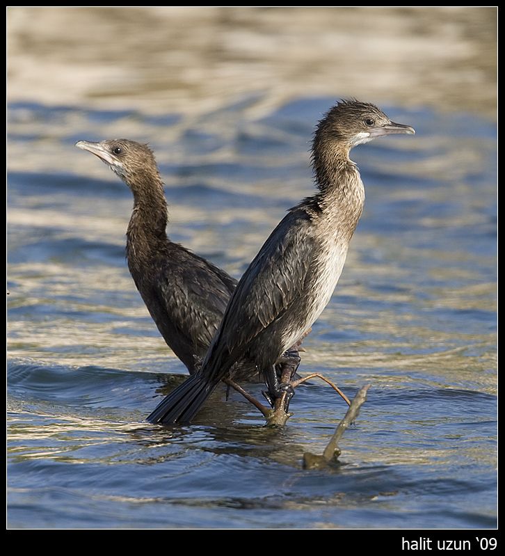 Pygmy Cormorant
