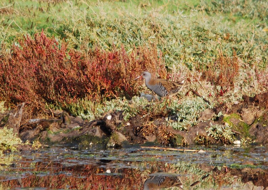 Water Rail