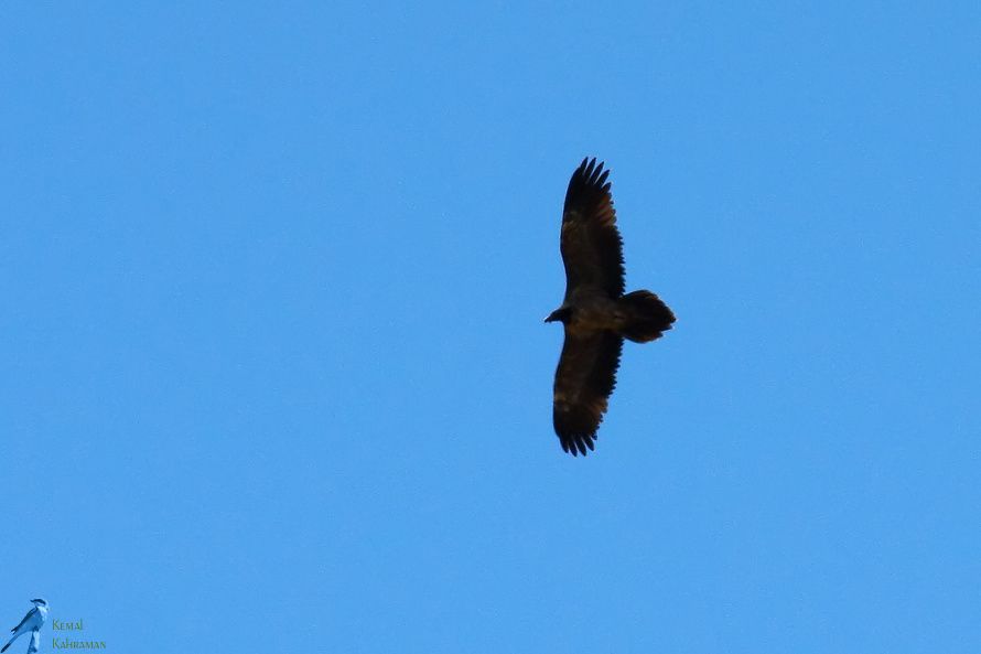 Bearded Vulture