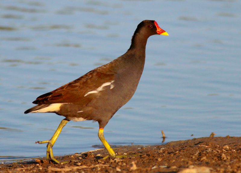 Common Moorhen