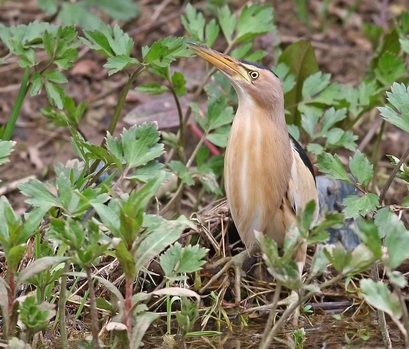 Little Bittern