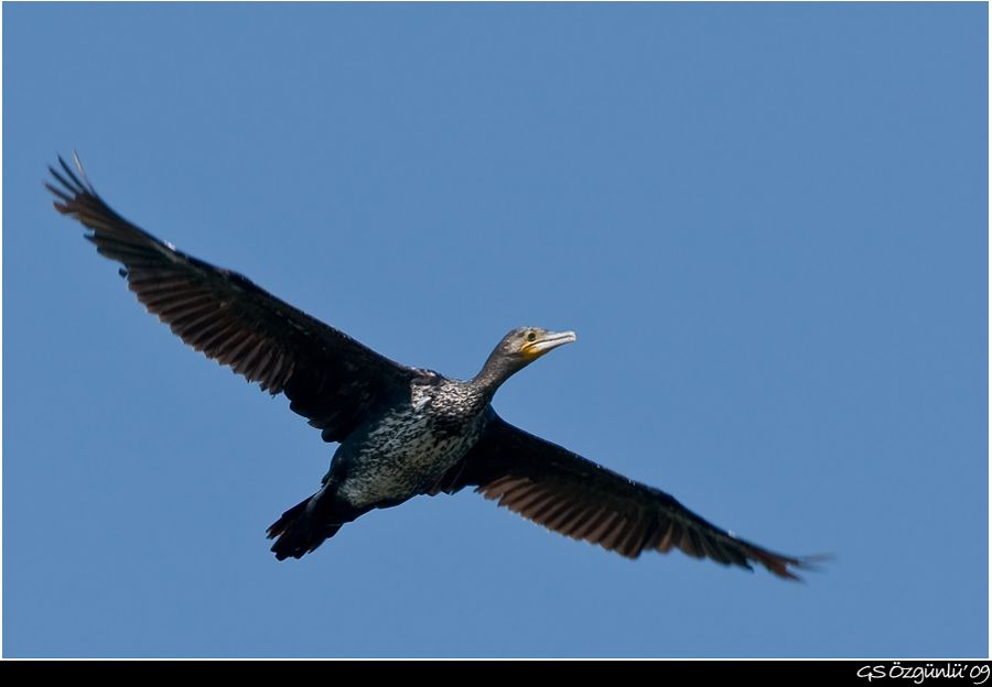 Great Cormorant