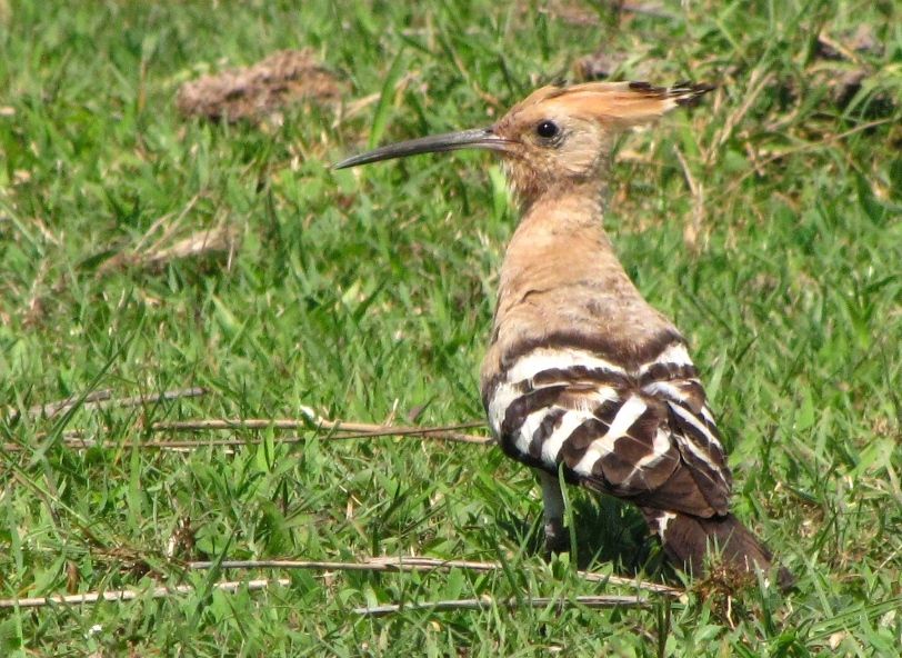 Eurasian Hoopoe
