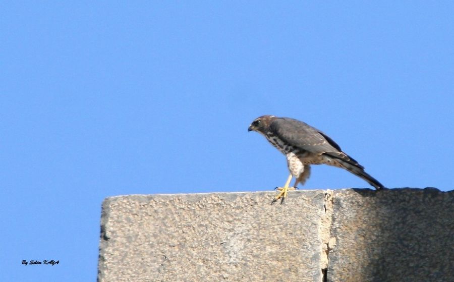 Yaz Atmacası