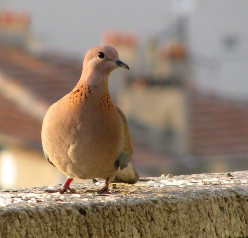 Küçük Kumru