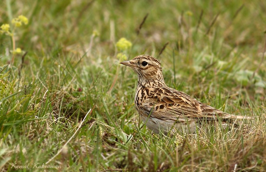 Woodlark