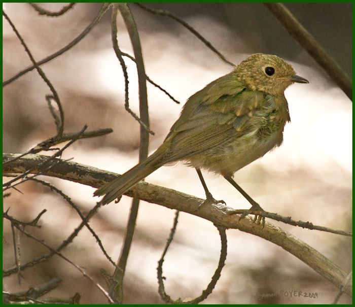 European Robin