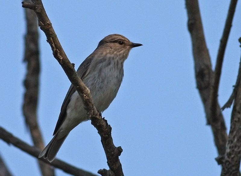 Spotted Flycatcher