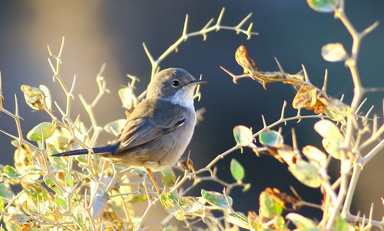 Spectacled Warbler