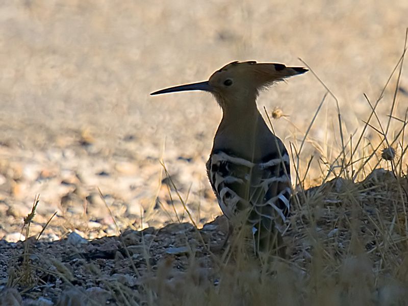 Eurasian Hoopoe