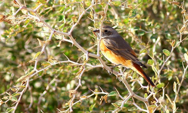 Common Redstart