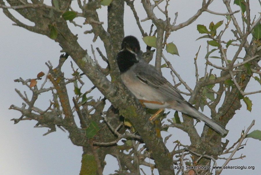 Rüppell`s Warbler