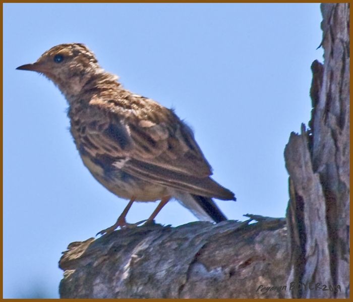 Woodlark